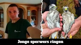 Arne Fotografeert ( seizoen 3 afl 13 )  Jonge sperwers ringen