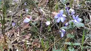 Звуки весеннего леса. Вербное. Вход Господень в Иерусалим. Sounds of the spring forest. 25.04.2021