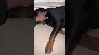 Bear Snoring, Fell asleep watching The Twilight Zone