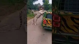 Tigar safari
