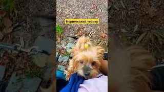 Встретил собачку в Осло 