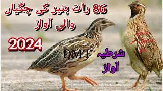 بٹیر کی ساری رات چلنے والی آواز //بٹیر کی آواز 86 رات