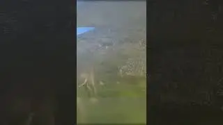 Интересные кадры с фотоловушки