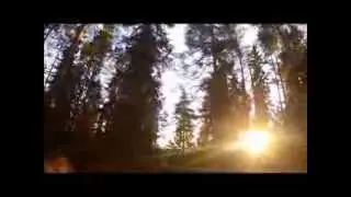 Irish Setters in slow motion
