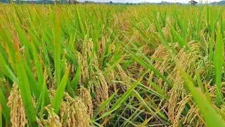 padi paling berat timbang mengalahkan IP 32