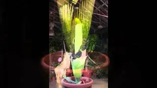 Cornell Titan Arum in 30 Seconds - 2014