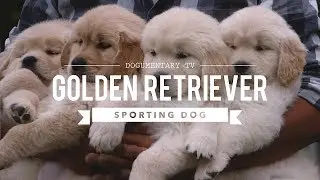 ALL ABOUT GOLDEN RETRIEVERS