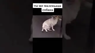 Ты же маленькая собака..