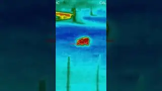 Hog hunting …..GTA style #hunting #cod #gta #gta5 #hoghunt #animal #headshot