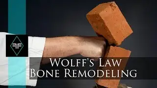 How to break rocks with your hand - Wolff's Law - Bone remodeling