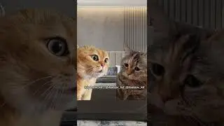 Дорогая, что-то мне плохо стало! #тренд #приколы #коты #мемыскотами#веселыекоты