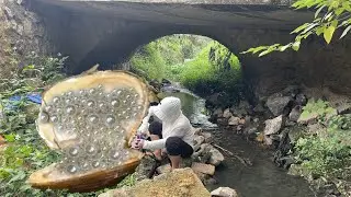 Classic White Pearl Harvest! Treasure hunting in the creek flowing under the stone bridge