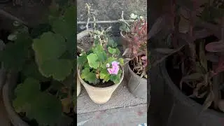 iPhone 15 Pro Max Video recording sample
