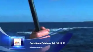 Croisières Baleines Dal Océan Charter
