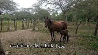 Nacimiento del caballo bebé #viral#follow