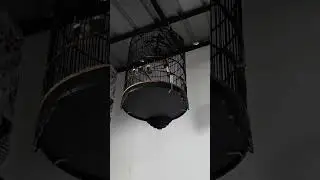 Murai batu gacor