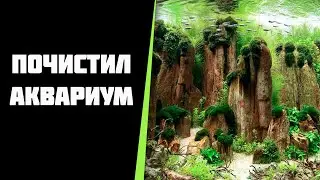 Навожу порядок в аквариуме.