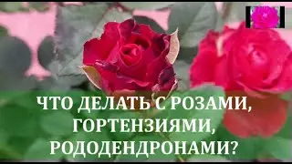 РОЗЫ, ГОРТЕНЗИИ В АВГУСТЕ. НАЧИНАЮЩИМ