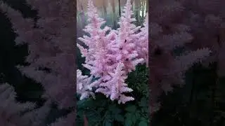 Дорожка из астильб