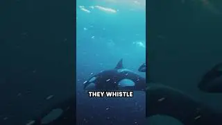 How Orcas communicate with eachother 
