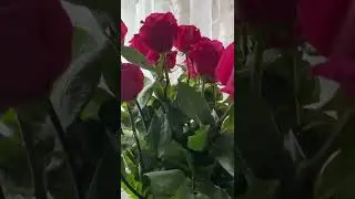 С 8марта,девочки🌸❤️