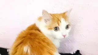Любопытный ласкуша Вася и Бимошка с косточкой!