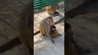 Предгорья Гималаев, поднимаемся в храм 
