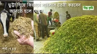 Deepto Krishi/দীপ্ত কৃষি-  ভুট্টা দিয়ে কিভাবে সাইলাস তৈরী করবেন  | চট্টগ্রাম | deepto tv