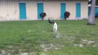 Peacock flying