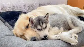 Cute Husky Puppy Won't Sleep Without His Golden Retriever [CUTEST VIDEO EVER]
