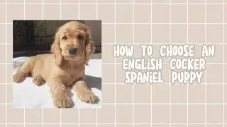 how to choose an english cocker spaniel puppy |как выбрать щенка английского кокер спаниеля|