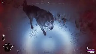 Winter Survival #2 I Hate Wolves, I really do. #wolves #wolf #bushcraft #wintersurvival #survival