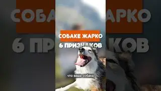 Рассказывайте, как вы понимаете, что собаке жарко?🥵Видео о том, КАК ПОМОЧЬ собаке в ЖАРУ на канале!