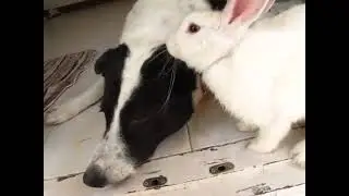 Friendship between dog and rabbit.Дружба собаки и кролика.