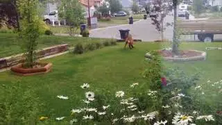 Веселье на лужайке