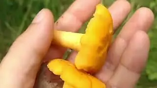 The Famous Chanterelle mushroom (Cantharellus cibarius)