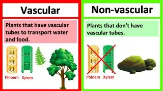 VASCULAR vs NON-VASCULAR PLANTS 🤔 | What's the difference? | Learn with examples