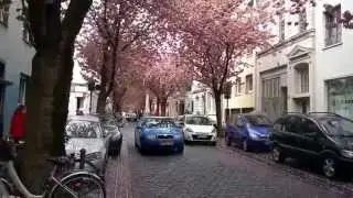 Kirschblüten (Cherry Blossoms) - Altstadt - Bonn, Deutschland (Germany) [Almanya]