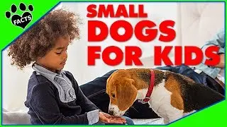 Top 10 Small Dog Breeds for Kids - Dogs 101