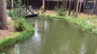 Стерлядь альбинос в пруд.Быть или нет?