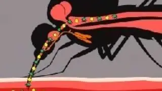 What are malaria protozoa ?