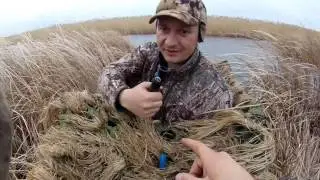 Северная утка. Поздний пролет. Осень 2016 г.