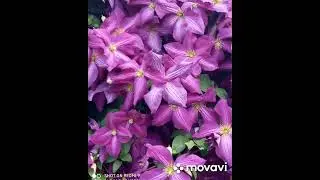 Клематисы .Лето 2022г🥀#любимаядача #