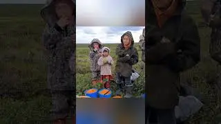 Морошка / Северная ягода