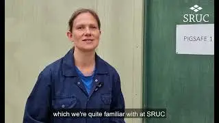 An introduction to pig social behaviour and aggression