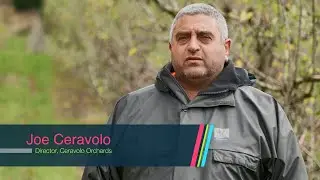 Vayego® Insecticide by Bayer | Pest Control for Apples