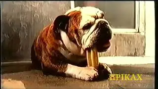 Pedigree Jumbone 2006 UK Advert