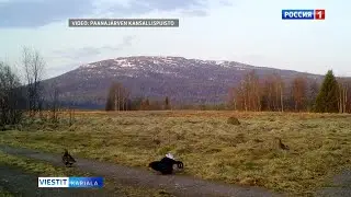 Teeri soitimella Paanajärvellä
