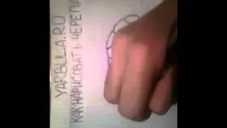 Как нарисовать черепаху