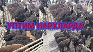 АНДИЖОН БАЛИКЧИ КУЙ БОЗОРИ НАРХЛАРИ 2021 ANDIJON BALIQCHI QÒY BOZORI NARXLARI 2021 ЗОМИН КУЗИЛАРИ